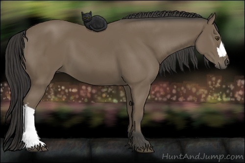 Horse Color:Buckskin 
