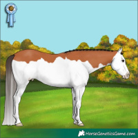Horse Color:Brown Splash  Brindle