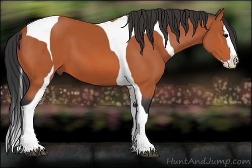 Horse Color:Bay Splash Tobiano