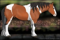 Horse Color:Bay Splash Tobiano
