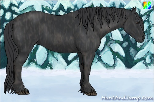 Horse Color:Black  Brindle