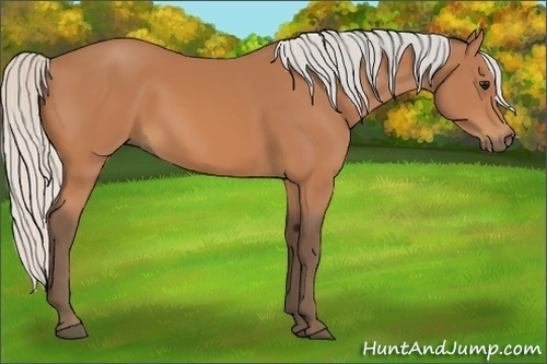 Horse Color:Silver Bay