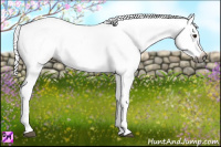 Horse Color:Gray Chestnut Blanket 