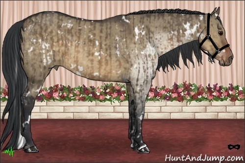 Horse Color:White Spotted Brown Dun  and White Spotted Brown Dun 