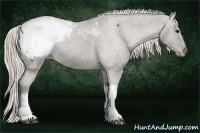 Horse Color:Silver Black Snowcap  Brindle