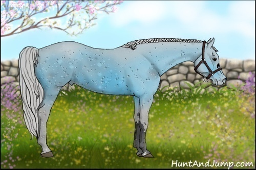 Horse Color:ERROR: UNKNOWN ANOMALY