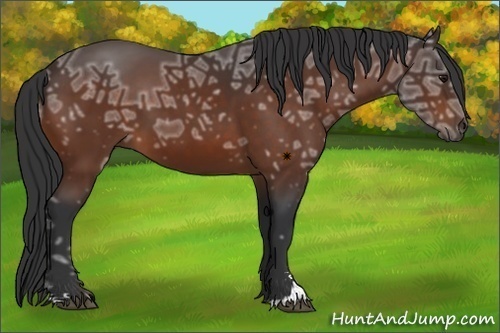 Horse Color:Bay Ice Sabino