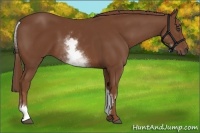 Horse Color:White Spotted Chestnut Frame 