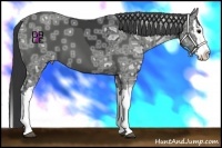 Horse Color:Black Ice Splash Appaloosa 
