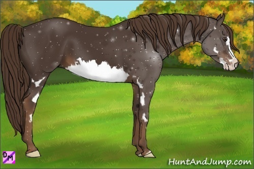 Horse Color:Liver Chestnut Splash Frame
