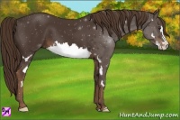 Horse Color:Liver Chestnut Splash Frame