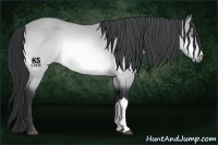 Horse Color:Bay Chinchilla 