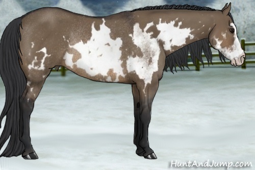 Horse Color:White Spotted Brown Dun Frame Rabicano 