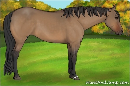 Horse Color:Bay Dun