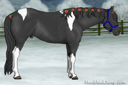 Horse Color:Black Tobiano Rabicano