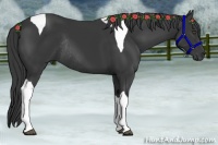 Horse Color:Black Tobiano Rabicano