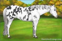 Horse Color:Blue Roan Appaloosa 