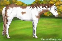 Horse Color:Chestnut Sabino Splash Frame 