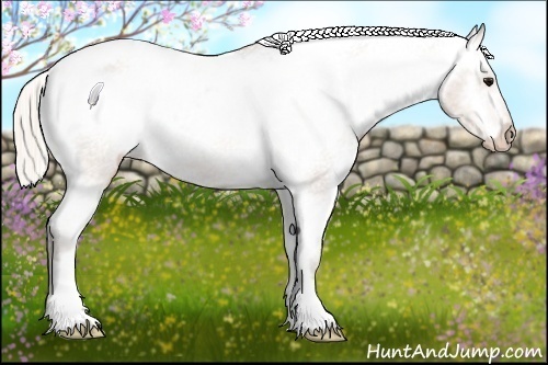 Horse Color:Silver Brown Appaloosa 
