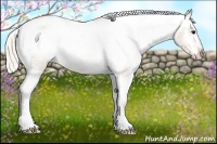 Horse Color:Silver Brown Appaloosa