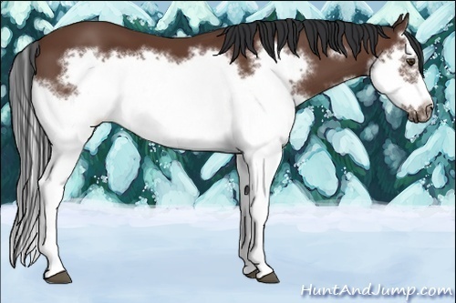 Horse Color:Bay Splash Frame