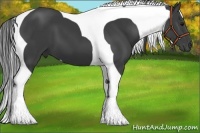 Horse Color:Smoky Black Tobiano
