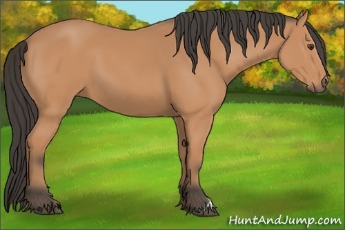 Horse Color:Buckskin 