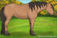 Horse Color:Buckskin 