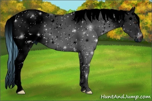 Horse Color:ERROR: UNKNOWN ANOMALY