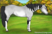 Horse Color:Buckskin Chinchilla 