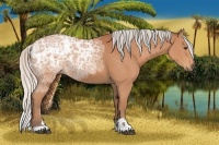 Horse Color:Silver Bay Ice Sabino 