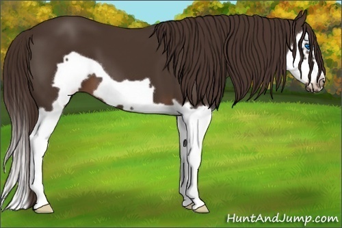 Horse Color:Liver Chestnut Splash Frame 