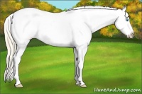 Horse Color:Smoky Creme Appaloosa 