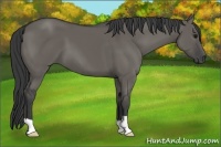 Horse Color:Grullo 