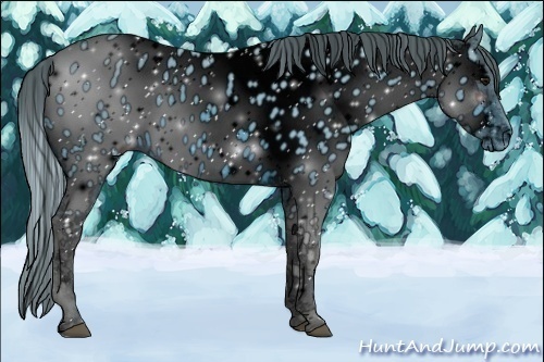 Horse Color:ERROR: UNKNOWN ANOMALY