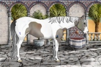 Horse Color:Grullo Sabino Tobiano 