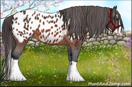 Horse Color:Bay Splash Appaloosa 
