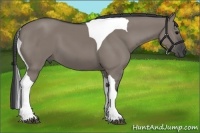 Horse Color:Grullo Tobiano