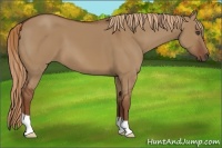 Horse Color:Red Dun