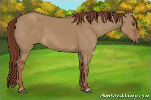 Horse Color:Red Dun 