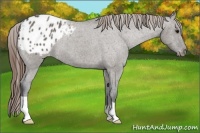 Horse Color:Grullo Appaloosa 