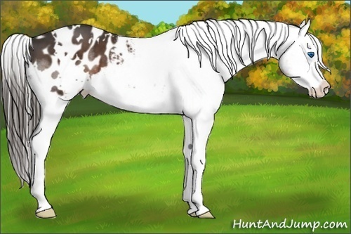 Horse Color:White Spotted Liver Chestnut Splash Appaloosa 