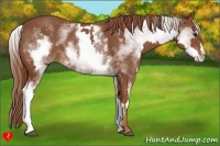 Horse Color:White Spotted Chestnut Frame 