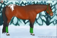 Horse Color:Brown Appaloosa 