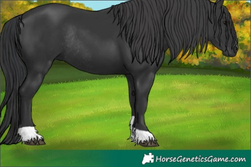 Horse Color:Black Tobiano Rabicano 