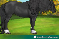 Horse Color:Black Tobiano Rabicano 
