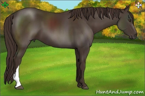 Horse Color:Liver Chestnut 