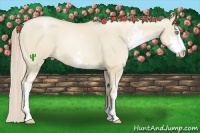Horse Color:Palomino Pearl Dun Sabino