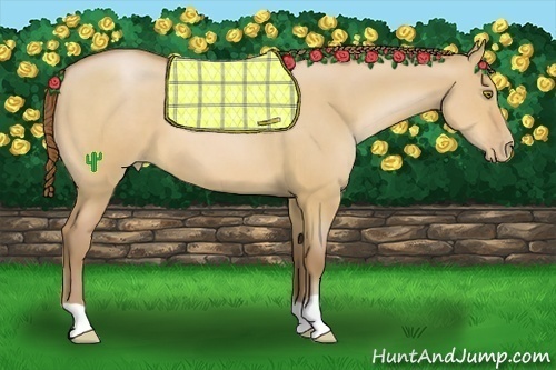 Horse Color:Bay Pearl Dun 