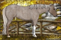 Horse Color:Silver Blue Roan 